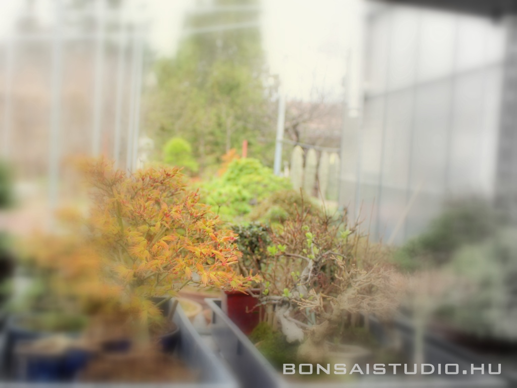 bonsaiok tavaszi atultetese es kiteleltetese bonsai tavasz bonsaj budapest varoshoz kozel